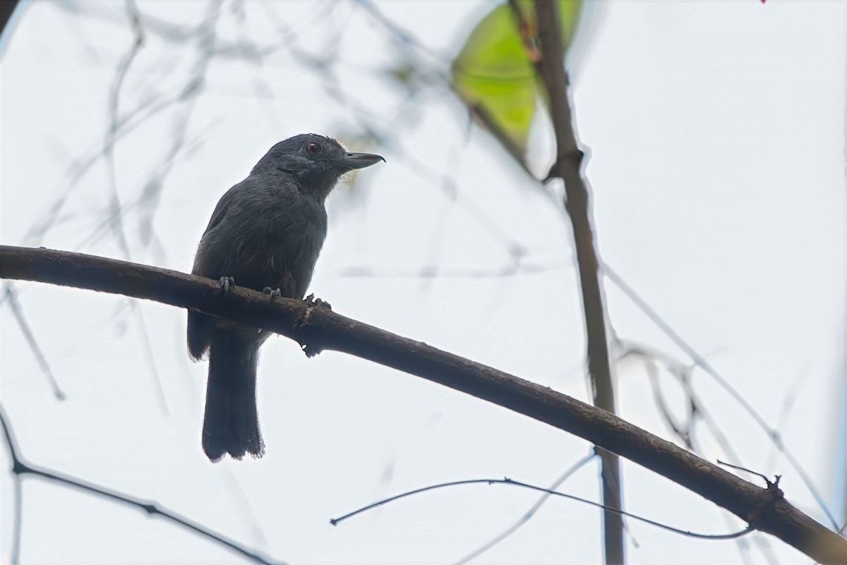 Plain-winged Antshrike - ML643282258
