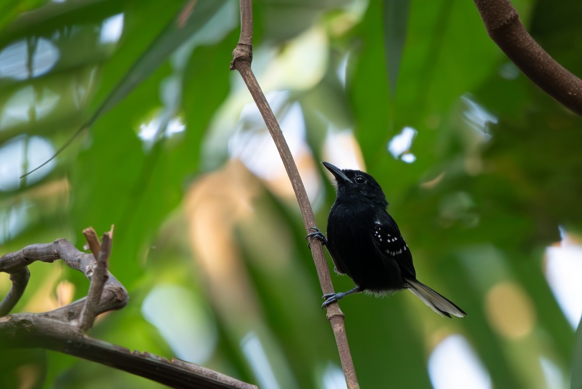 Dot-winged Antwren - ML643282267