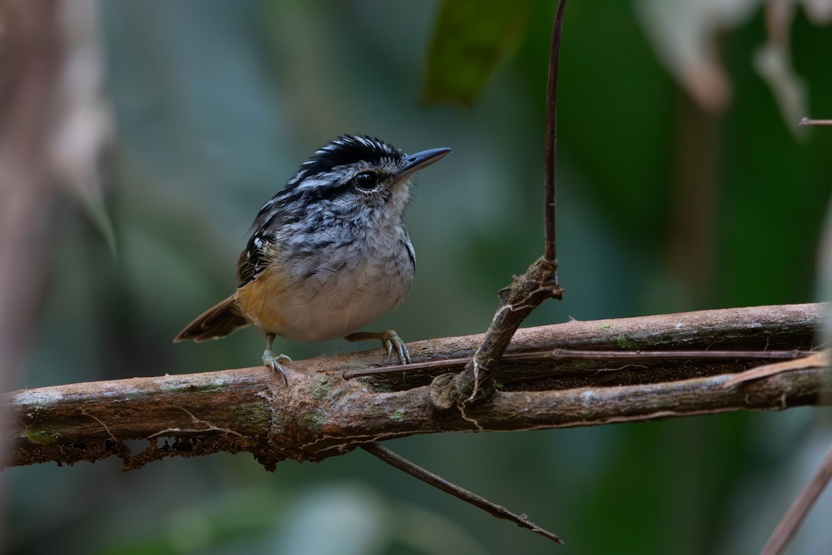 Rondonia Warbling-Antbird - ML643282282