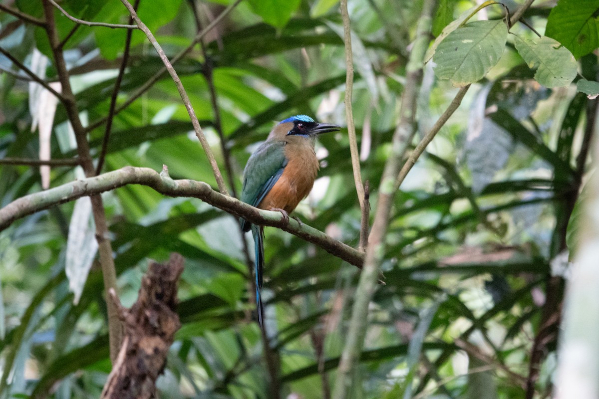 Motmot caraïbe - ML643282290