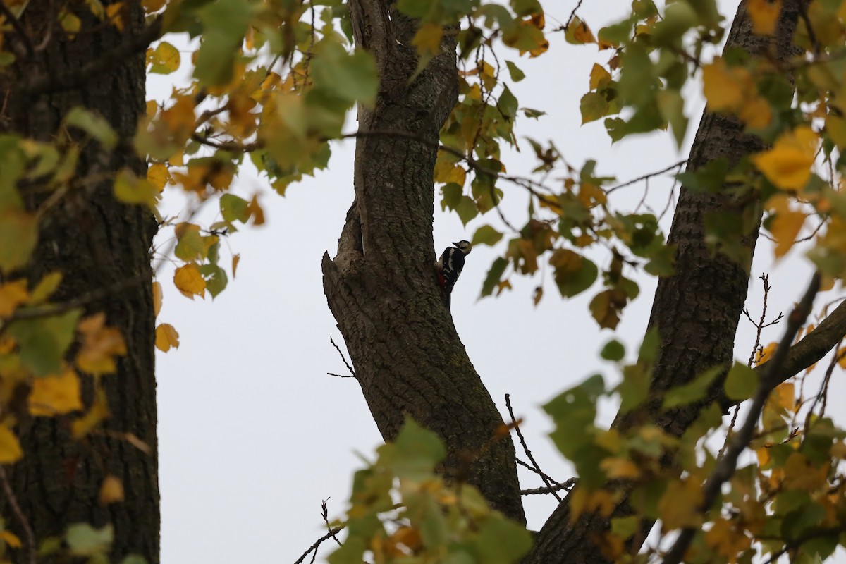 Great Spotted Woodpecker - ML643282291