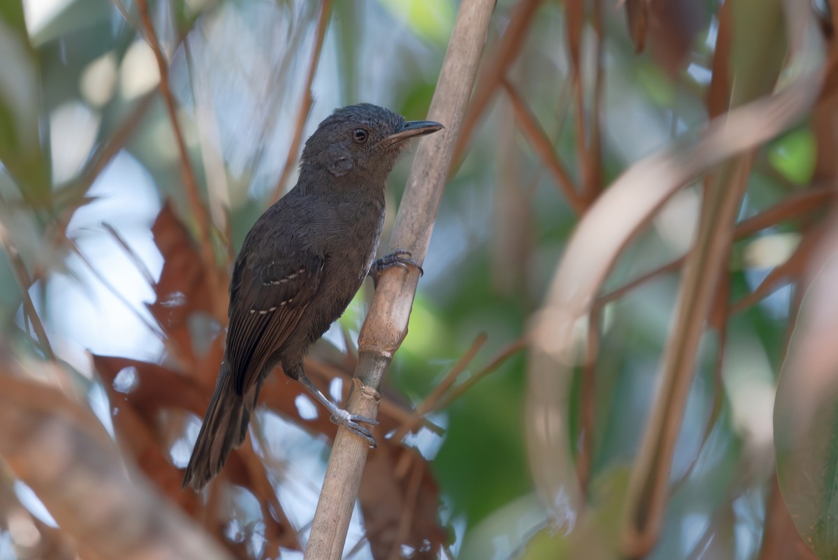 Blackish Antbird - ML643282295