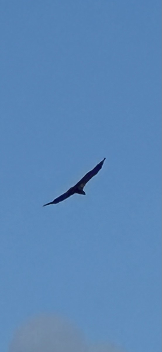 Bald Eagle - ML643282304