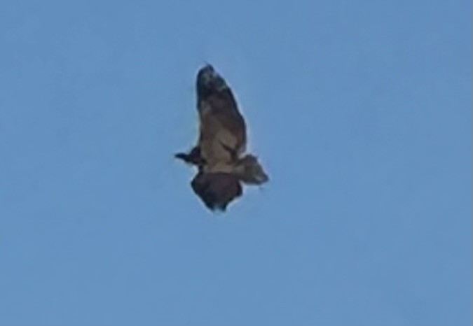 Bald Eagle - ML643282305