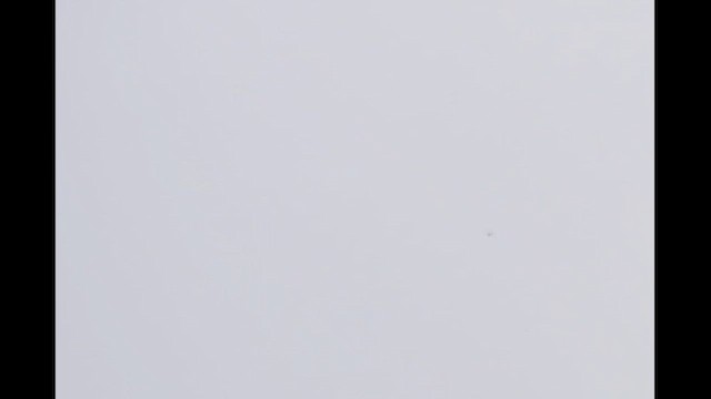 Legge's Hawk-Eagle - ML643282307