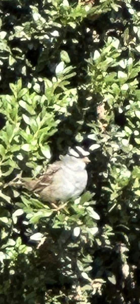 White-crowned Sparrow - ML643282312