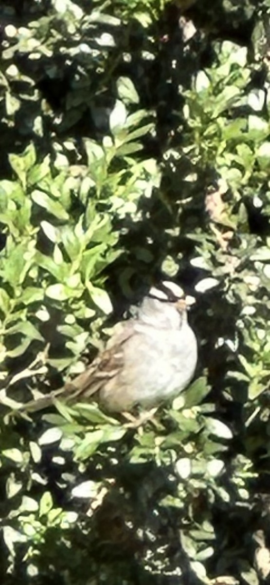 White-crowned Sparrow - ML643282313