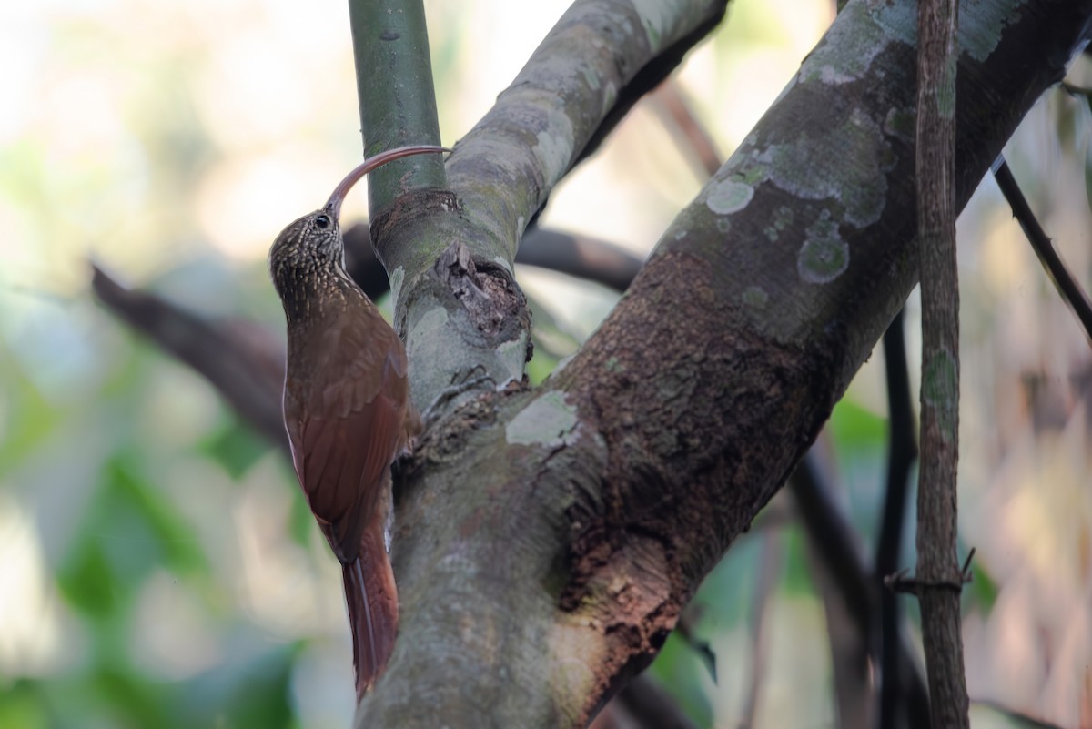 Tapajos Scythebill (Rondonia) - ML643282315