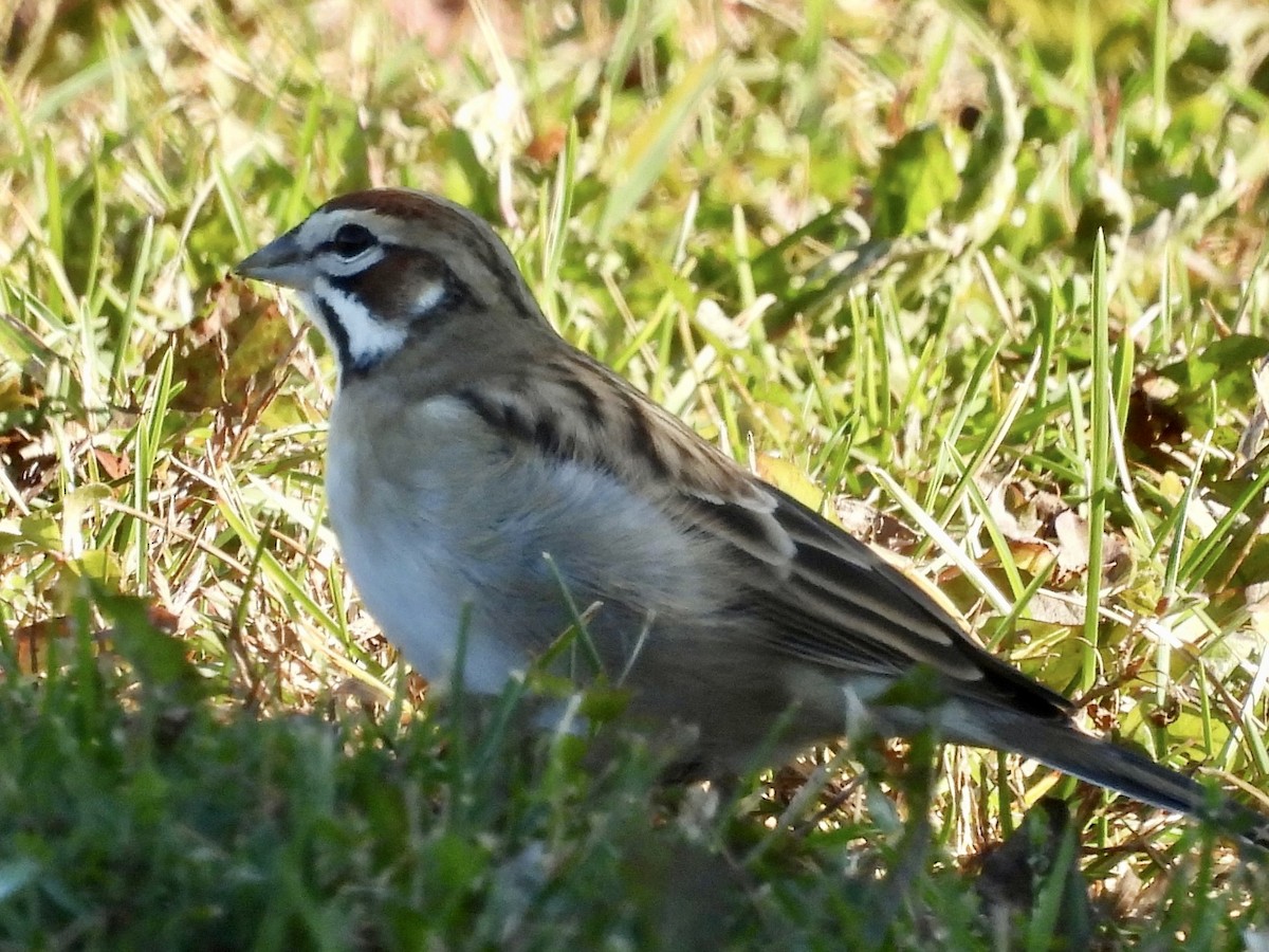 Lark Sparrow - ML643282321