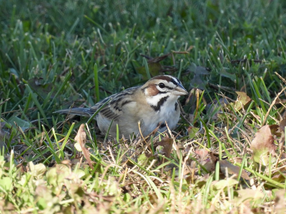 Lark Sparrow - ML643282322