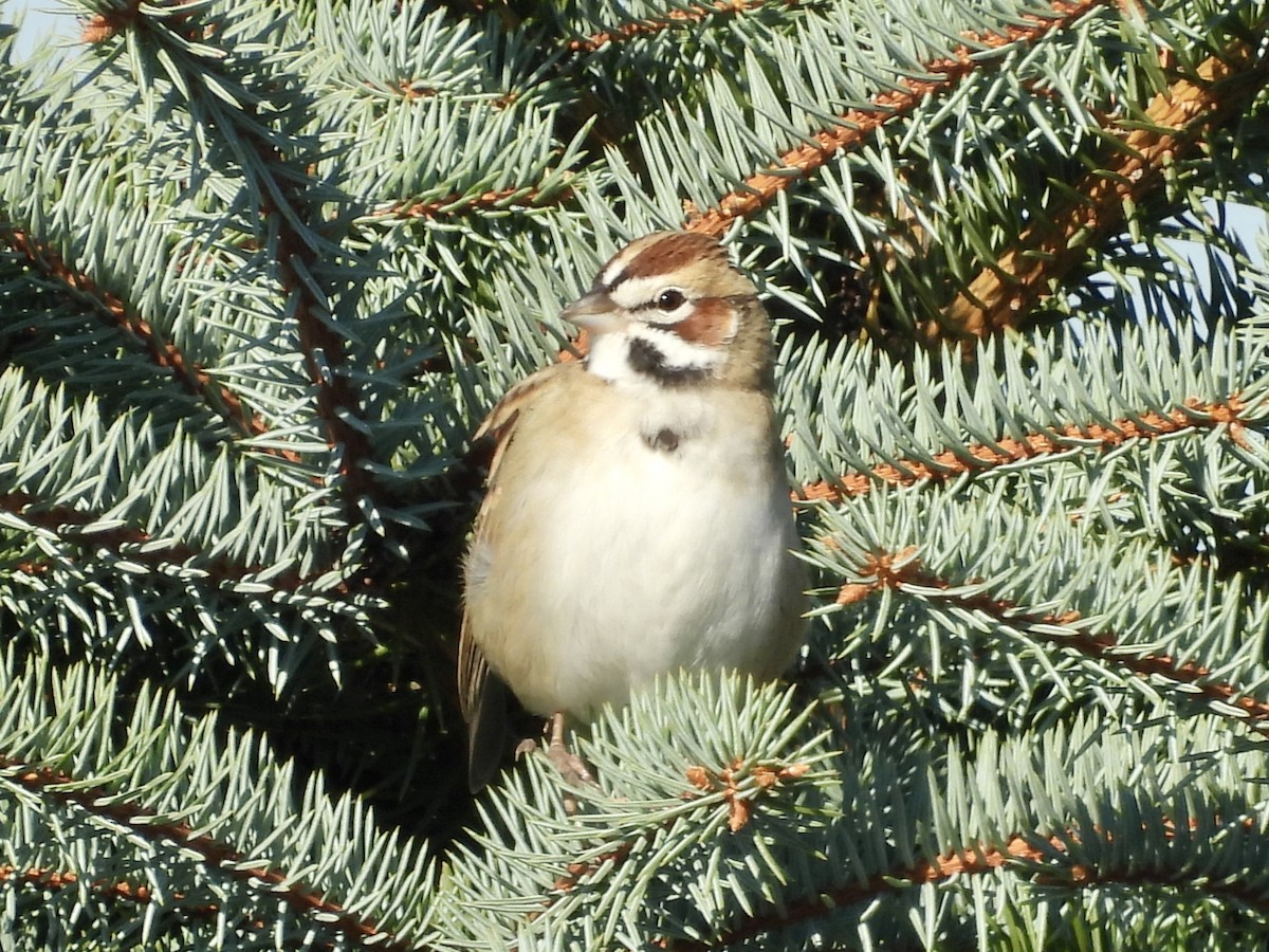 Lark Sparrow - ML643282323
