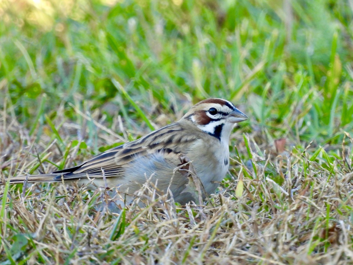 Lark Sparrow - ML643282324