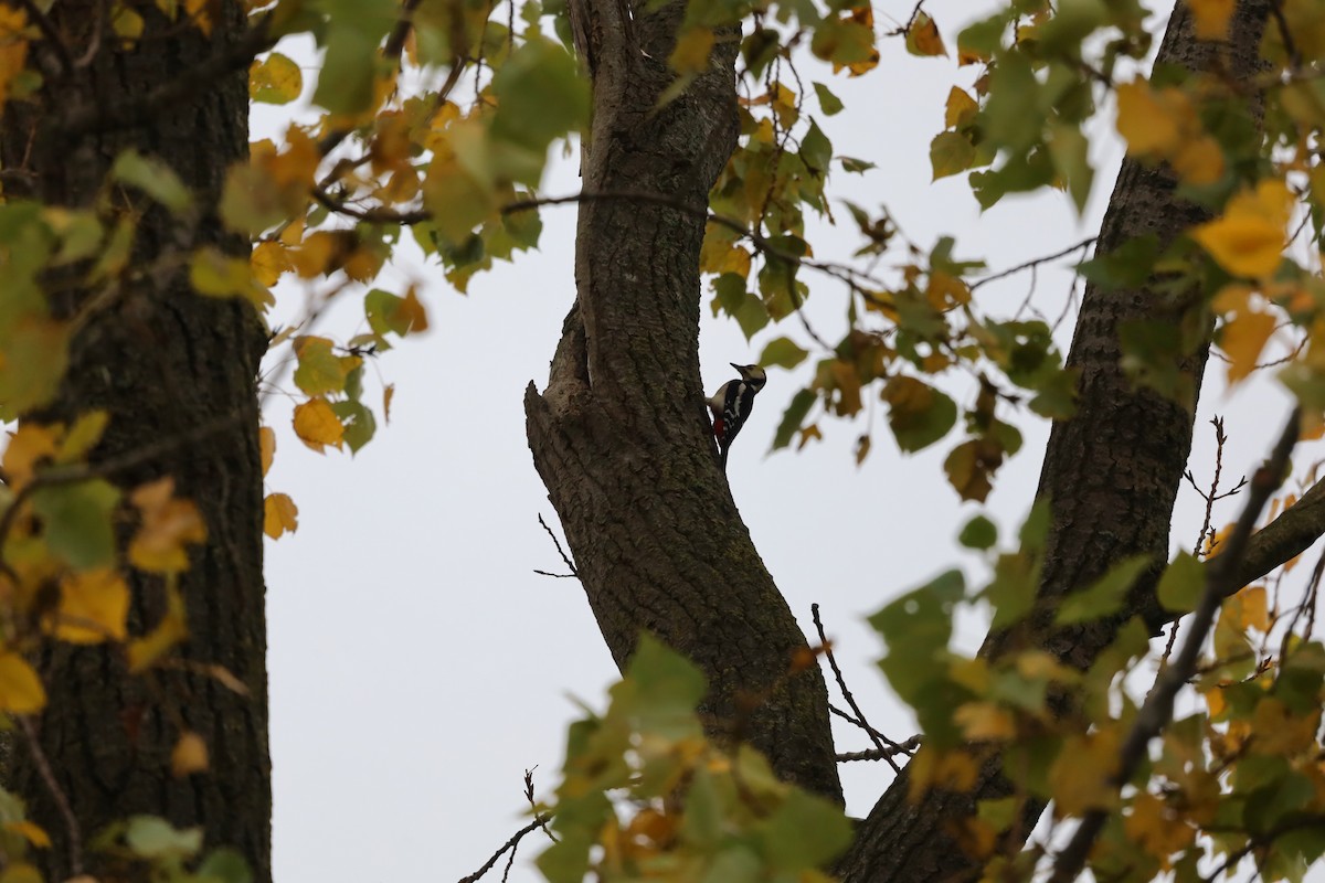Great Spotted Woodpecker - ML643282333