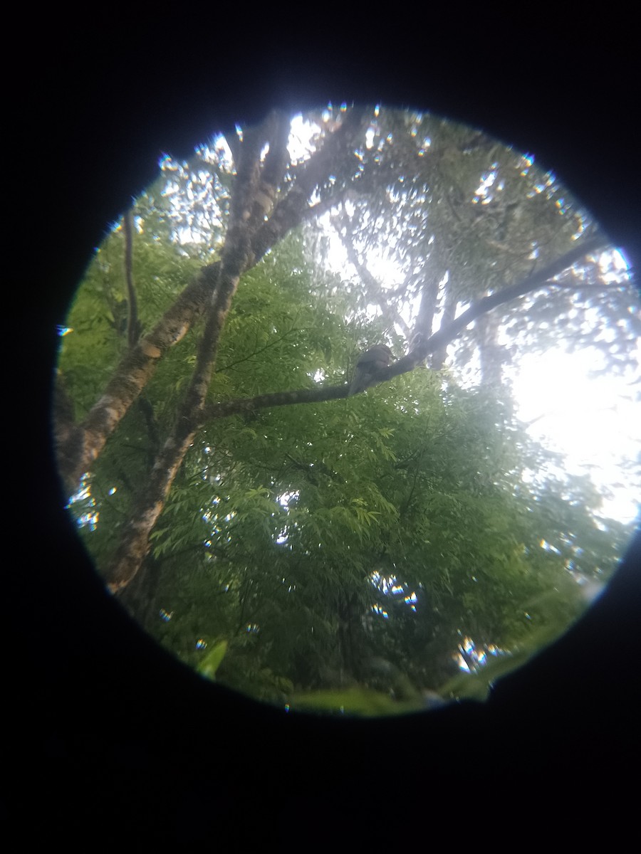 Rufous-capped Motmot - ML643282337