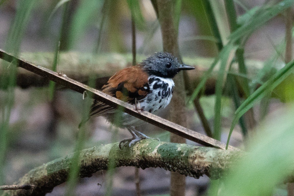 Spotted Antbird - ML643282338