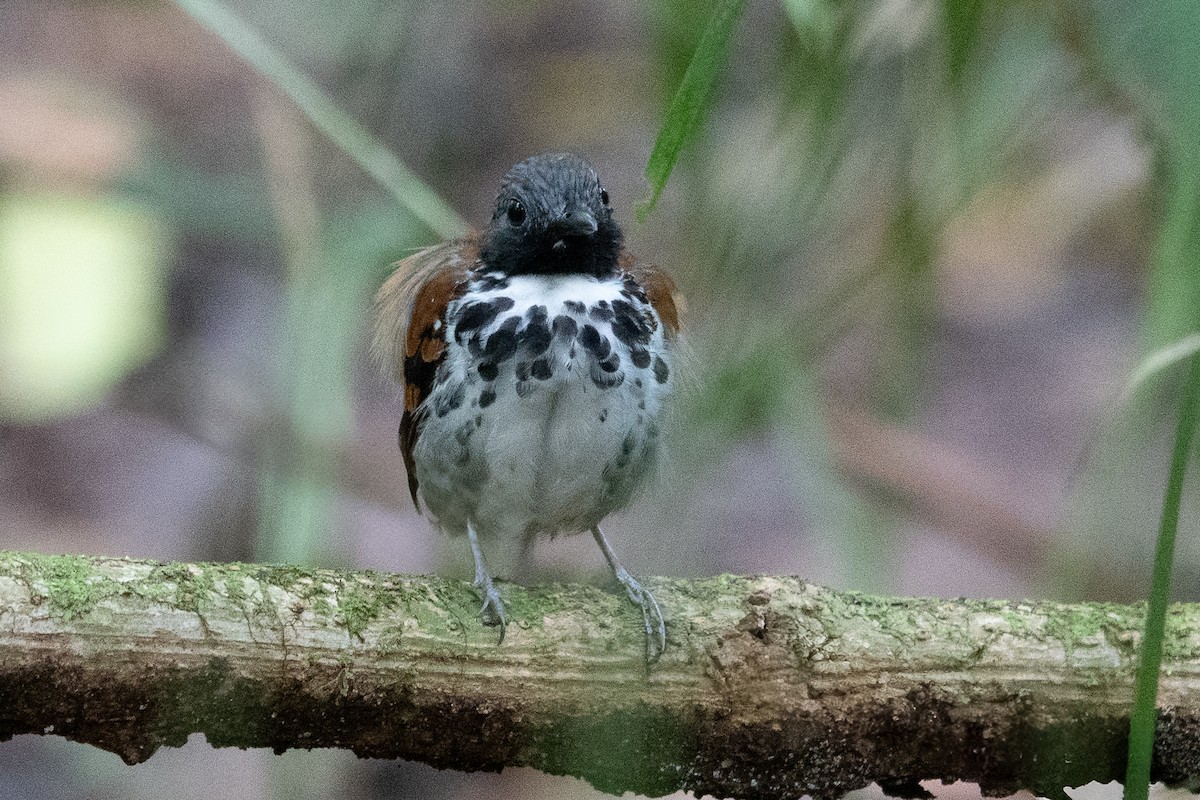 Spotted Antbird - ML643282339