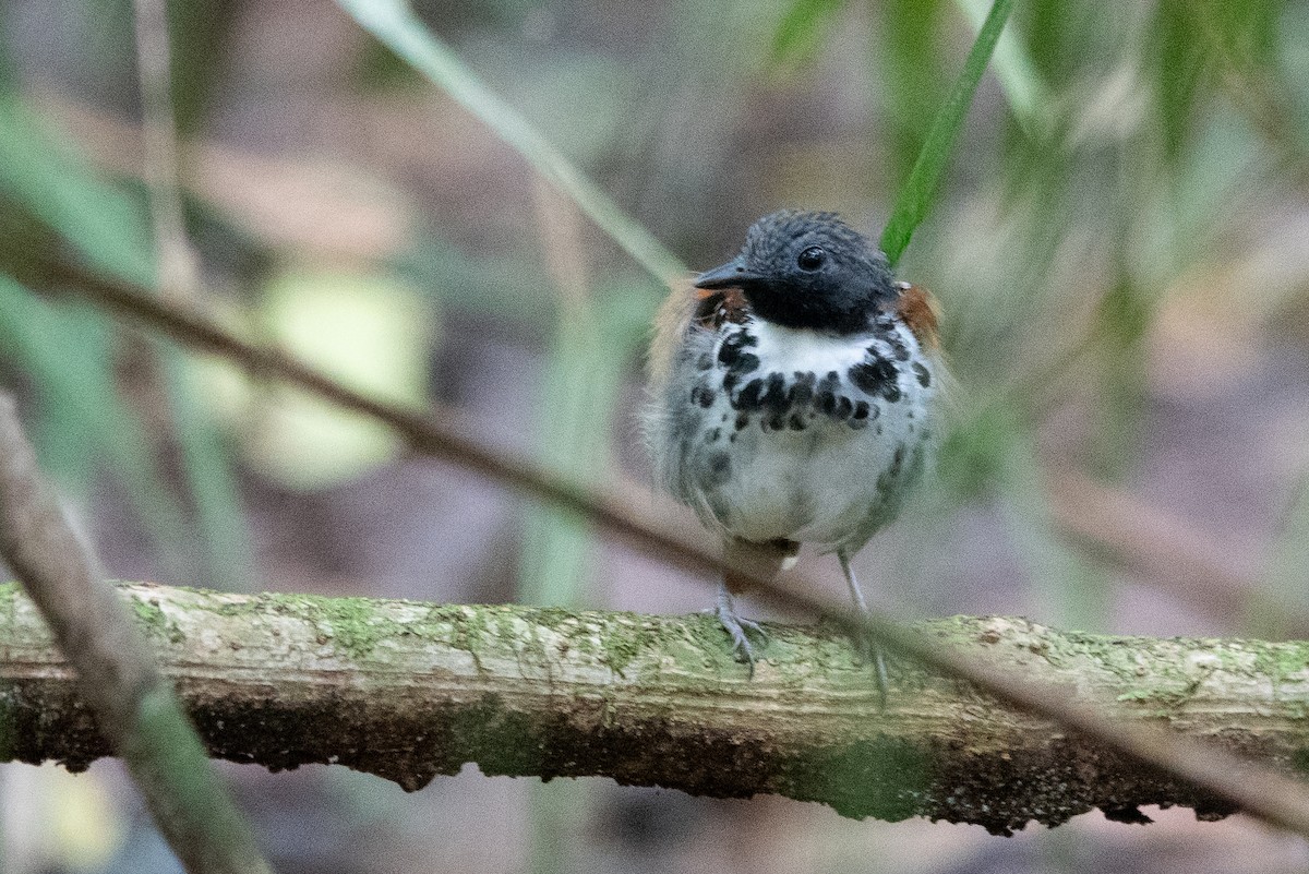 Spotted Antbird - ML643282341