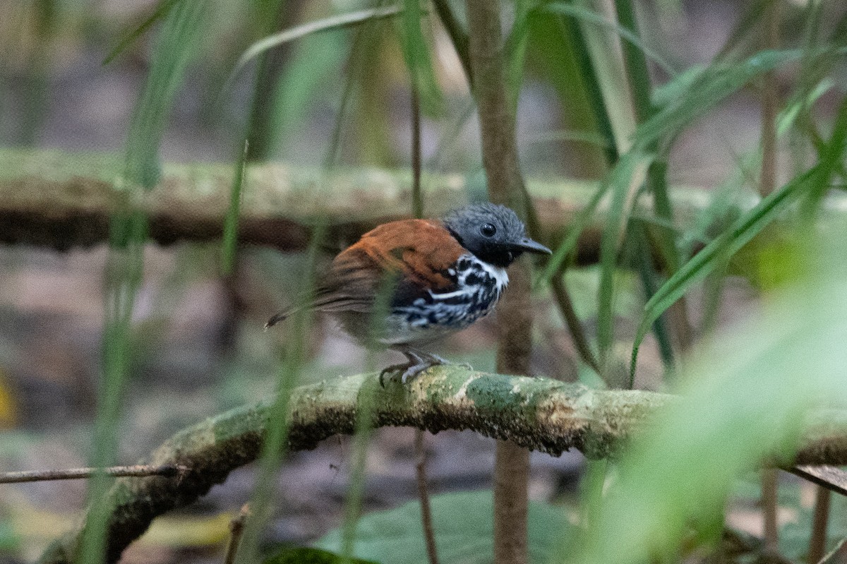 Spotted Antbird - ML643282342