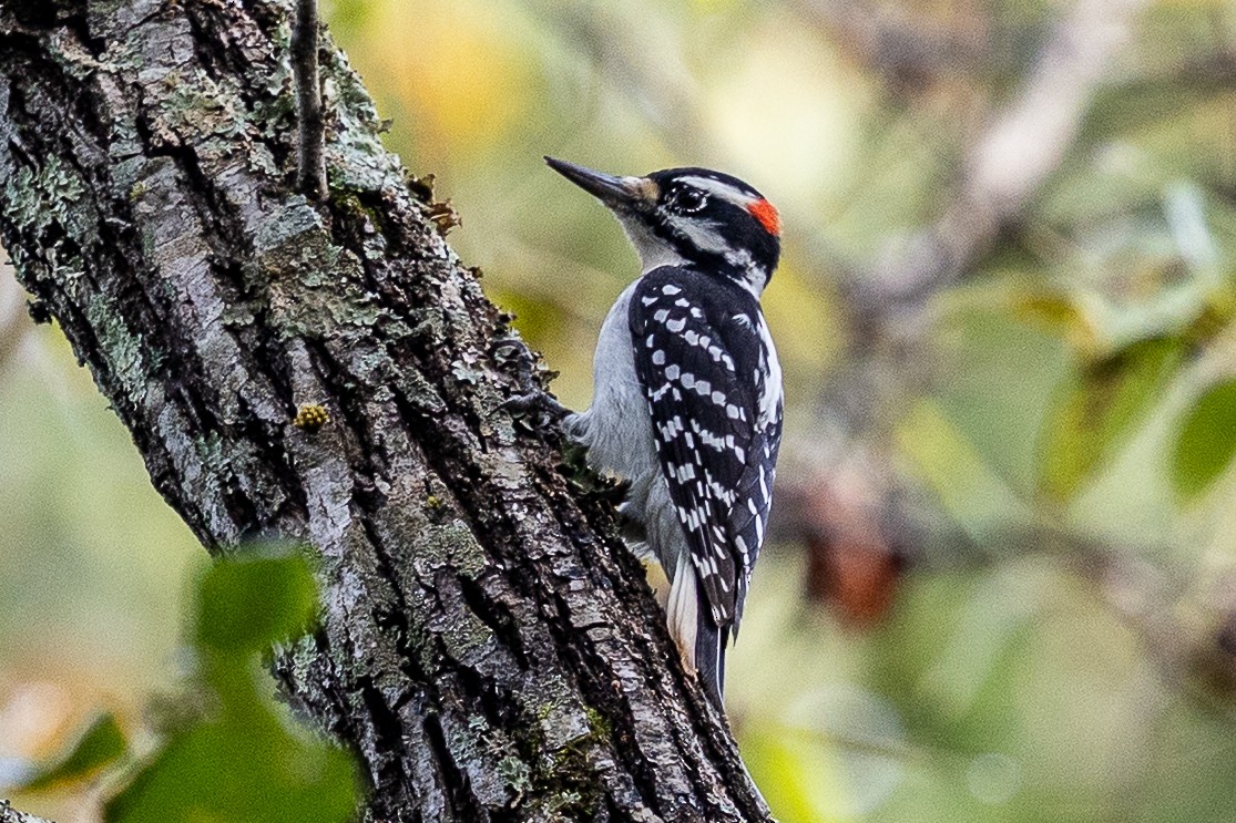 Hairy Woodpecker - ML643282348