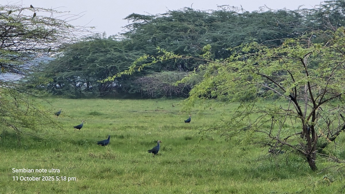 Gray-headed Swamphen - ML643282366