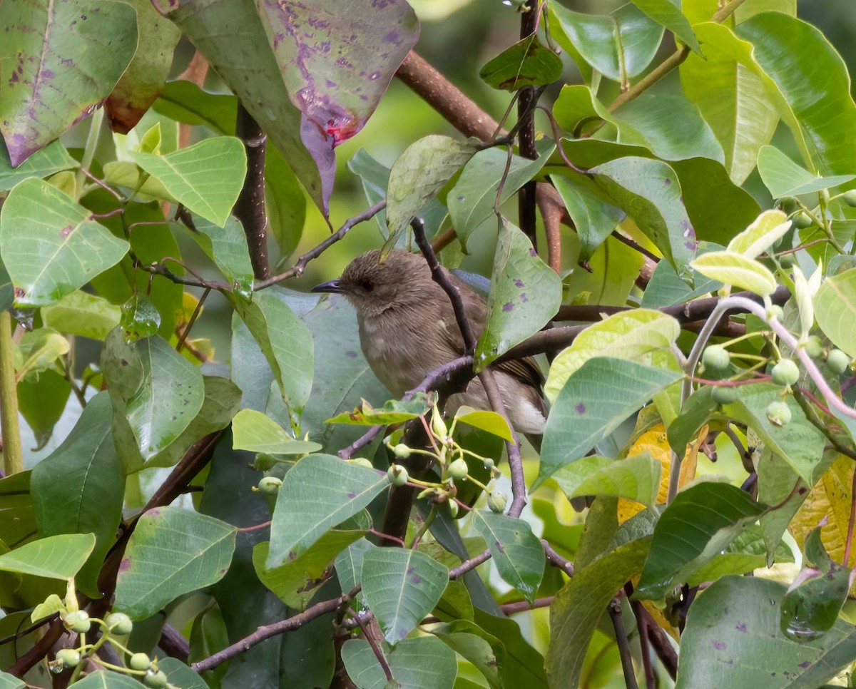 Cream-vented Bulbul - ML643282368