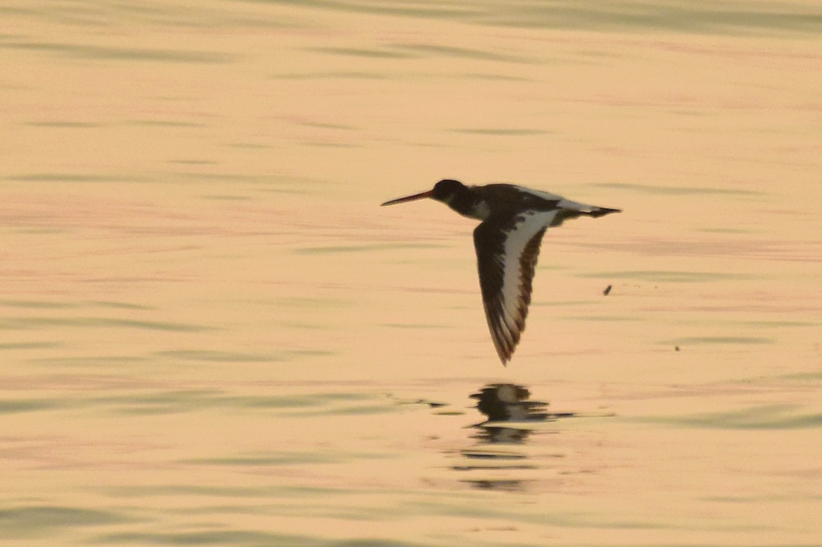 Eurasian Oystercatcher - ML643282373