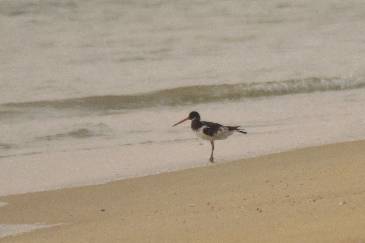 Eurasian Oystercatcher - ML643282375