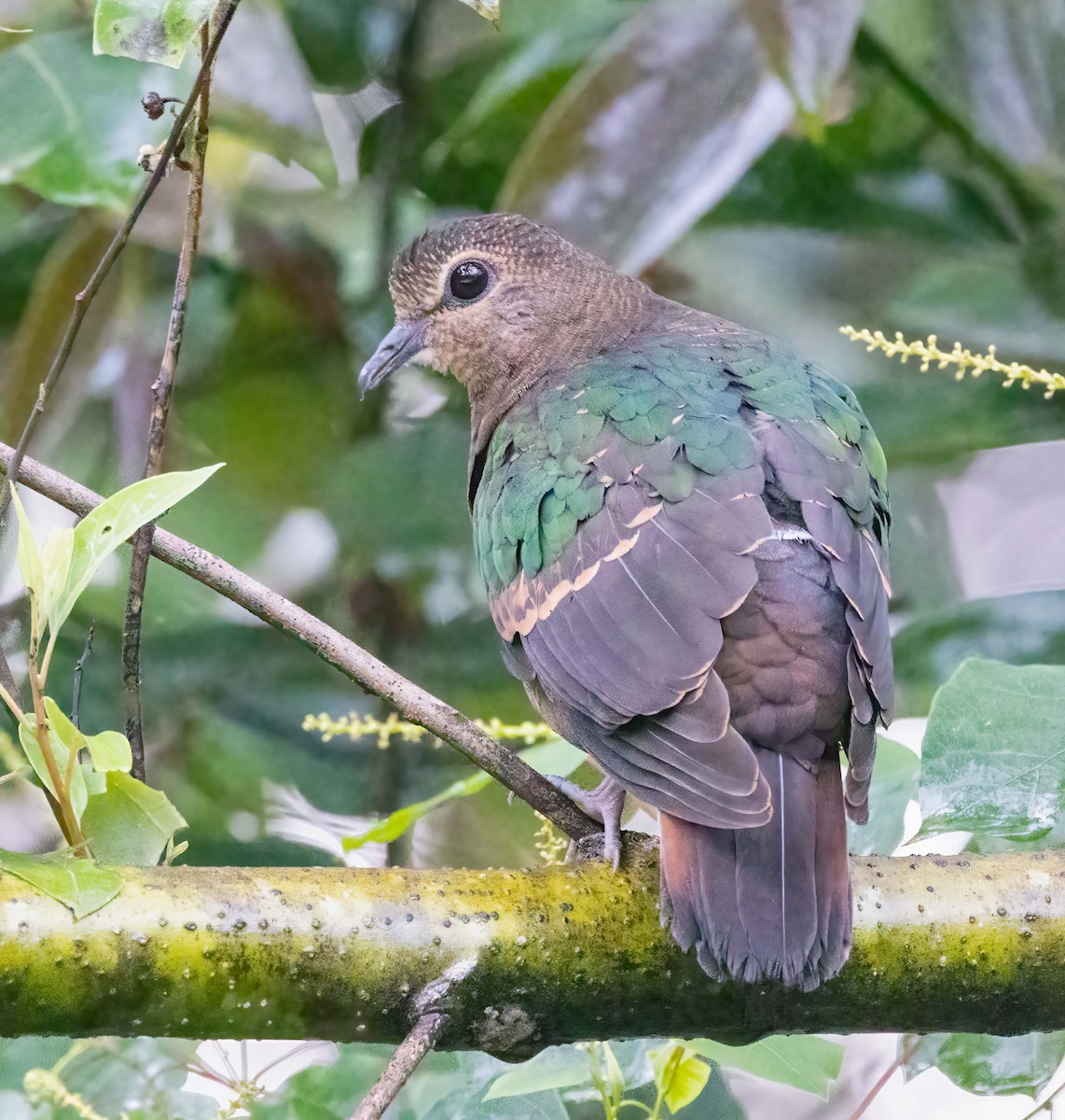 Asian Emerald Dove - ML643282407
