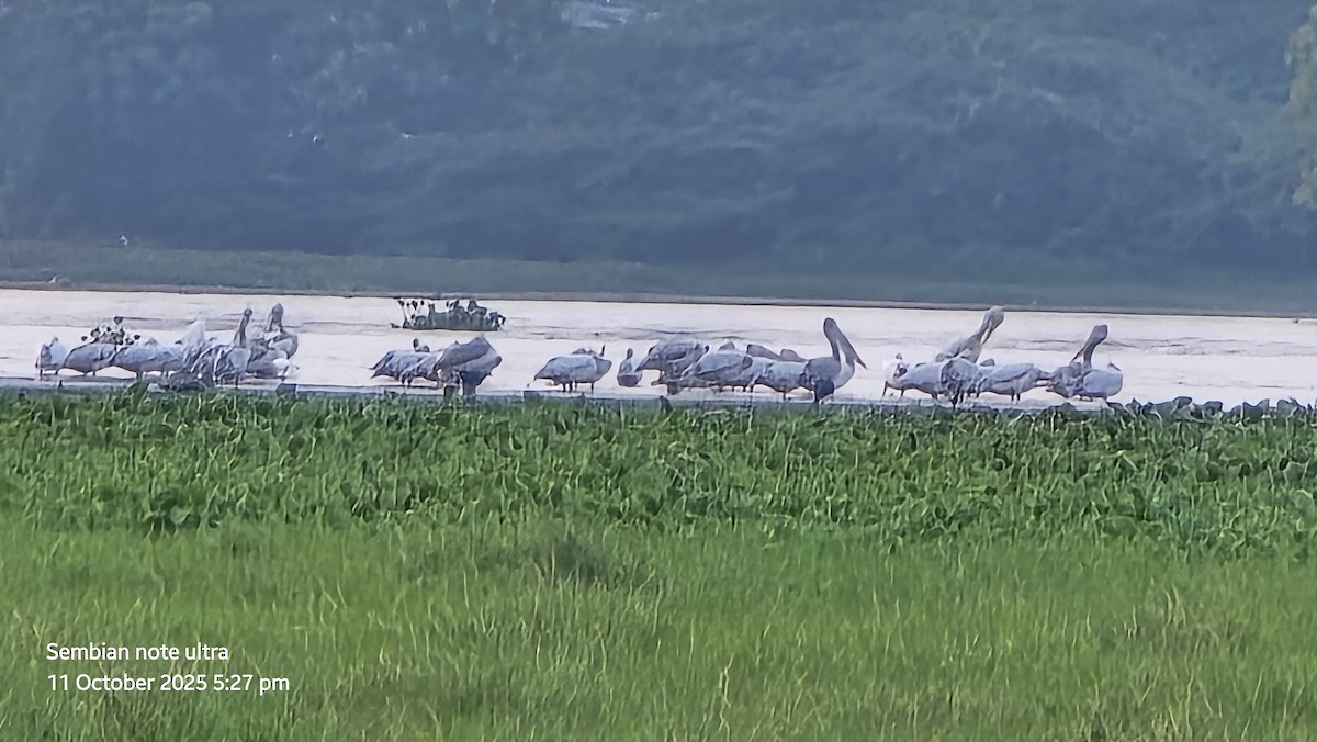 Spot-billed Pelican - ML643282409