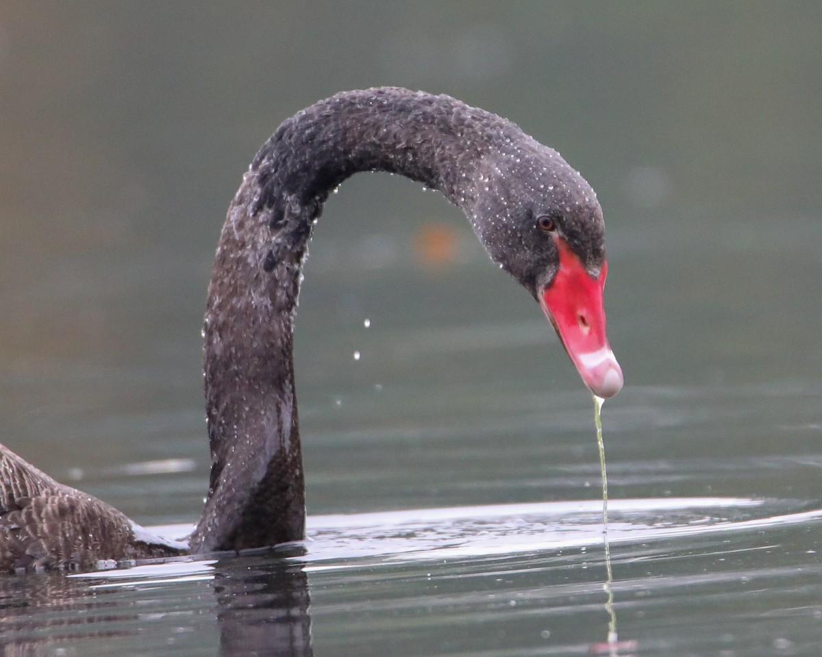 Black Swan - ML643282412