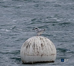 prærieterne - ML643282502