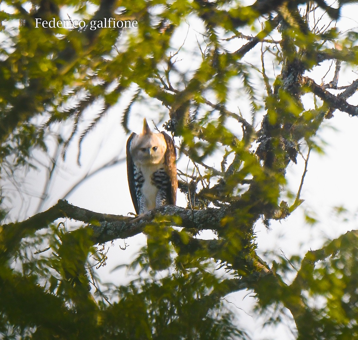 Ornate Hawk-Eagle - ML643282503