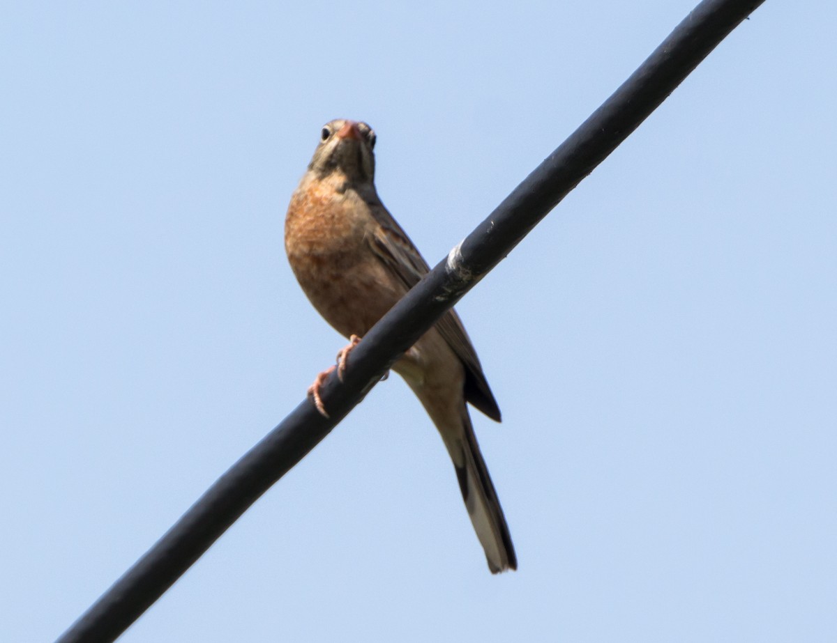 Gray-necked Bunting - ML643282507