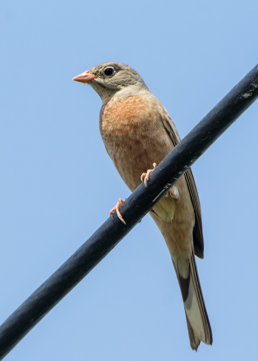 Gray-necked Bunting - ML643282508