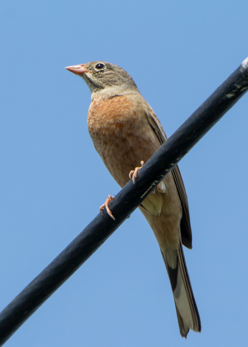 Gray-necked Bunting - ML643282509