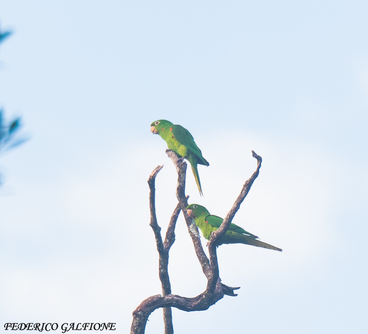 Conure pavouane - ML643282524