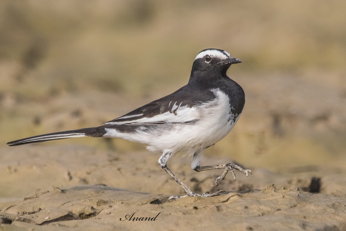 White-browed Wagtail - ML643282527