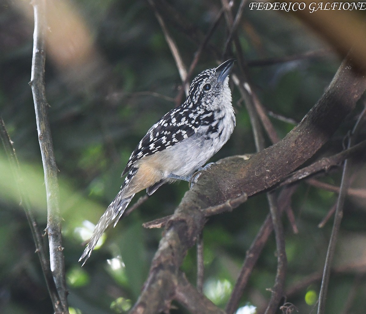 Spot-backed Antshrike - ML643282536