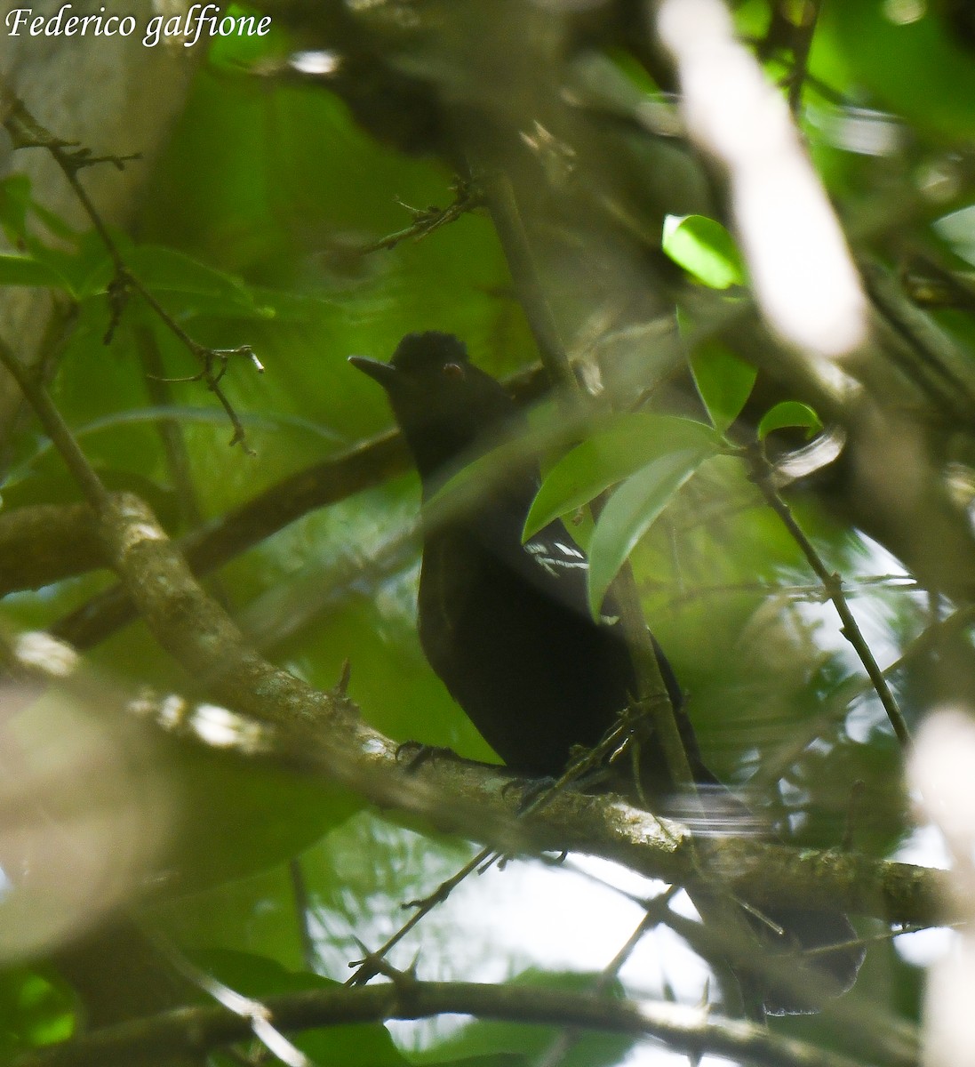 Weißbinden-Ameisenvogel - ML643282538