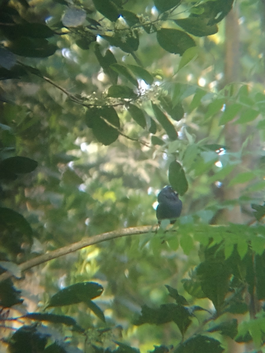 Ultramarine Grosbeak - ML643282540