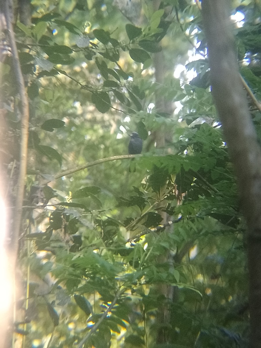 Ultramarine Grosbeak - ML643282541