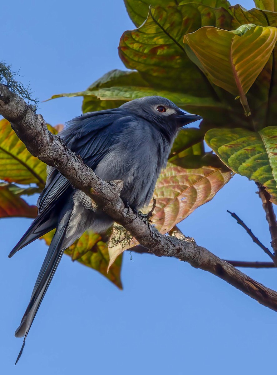Ashy Drongo - ML643282545