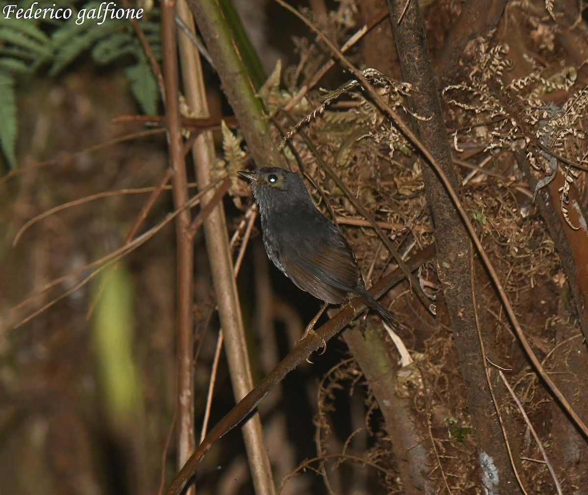Planalto Tapaculo - ML643282552