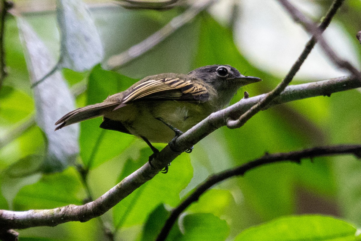 Yellow-winged Flatbill - ML643282558