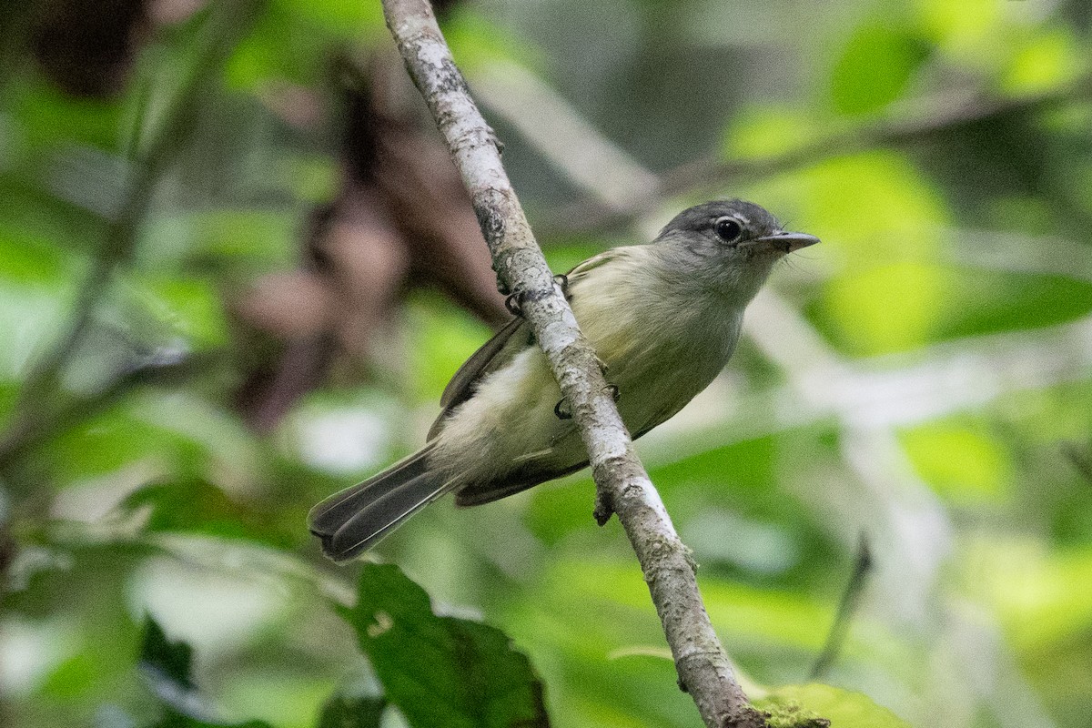 Yellow-winged Flatbill - ML643282559