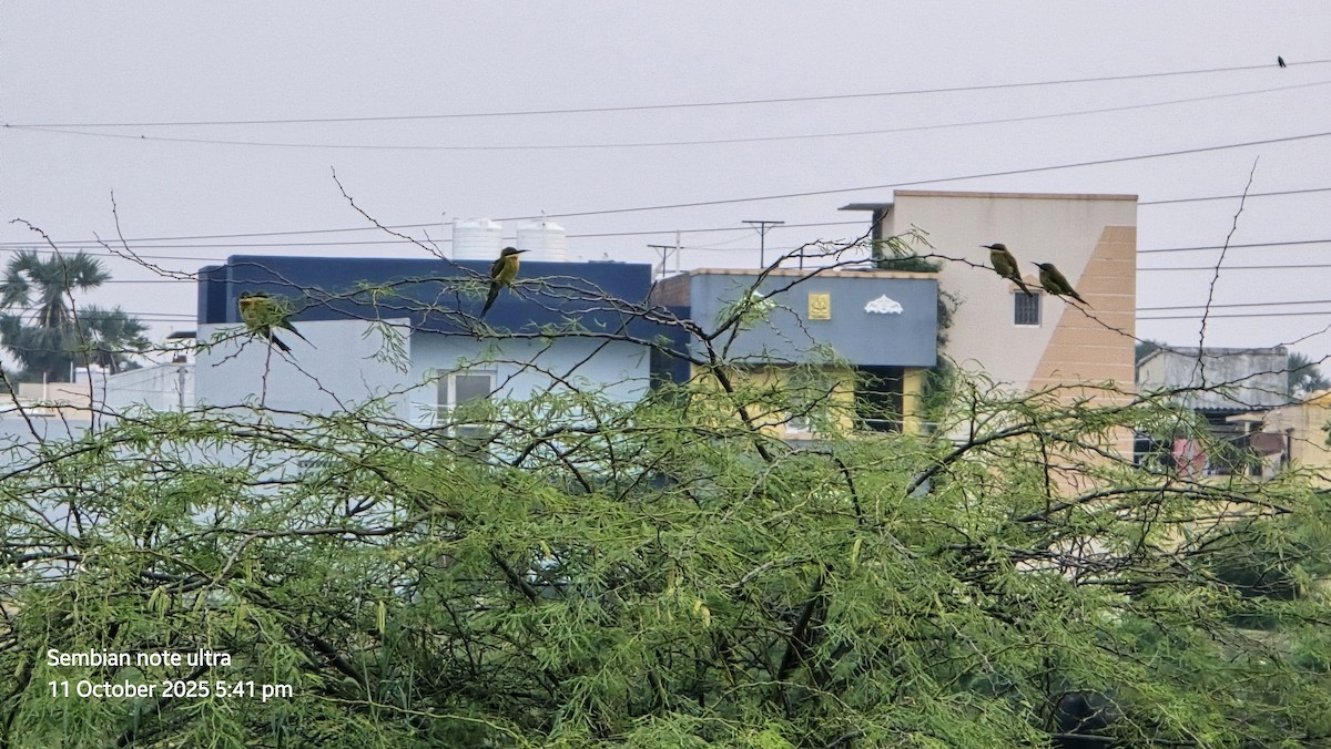 Blue-tailed Bee-eater - ML643282573