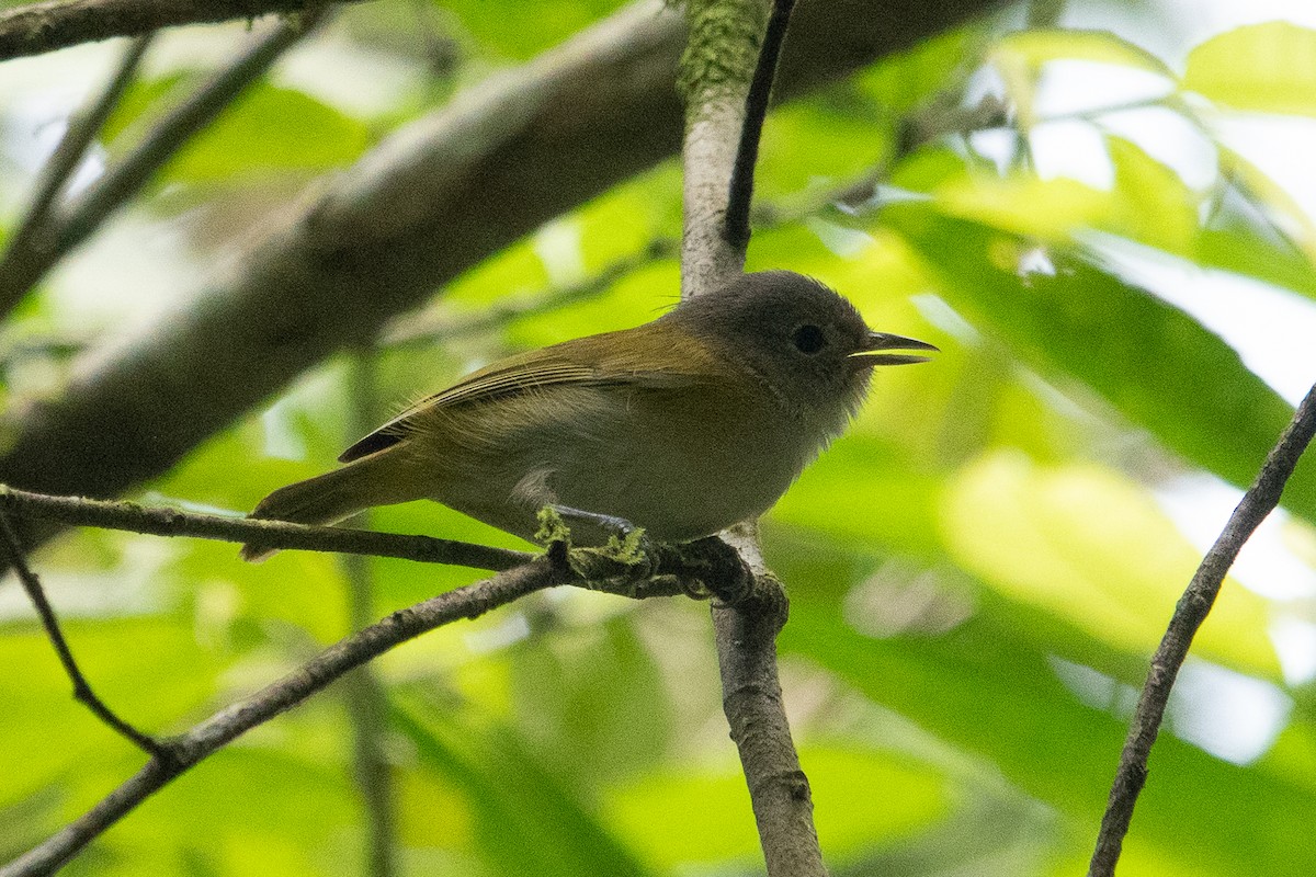 Lesser Greenlet - ML643282577