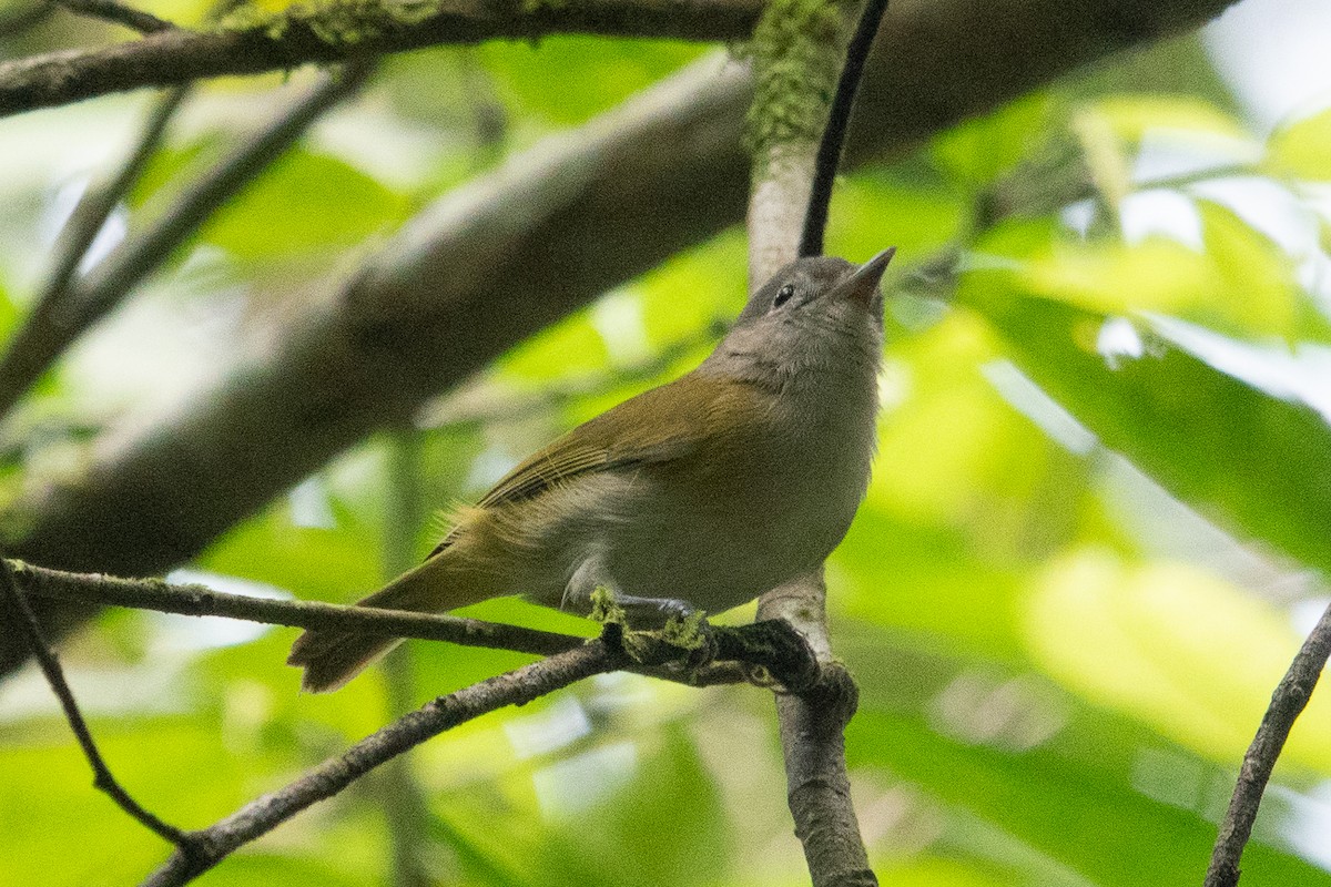 Lesser Greenlet - ML643282578