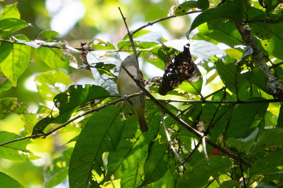 Lesser Greenlet - ML643282579