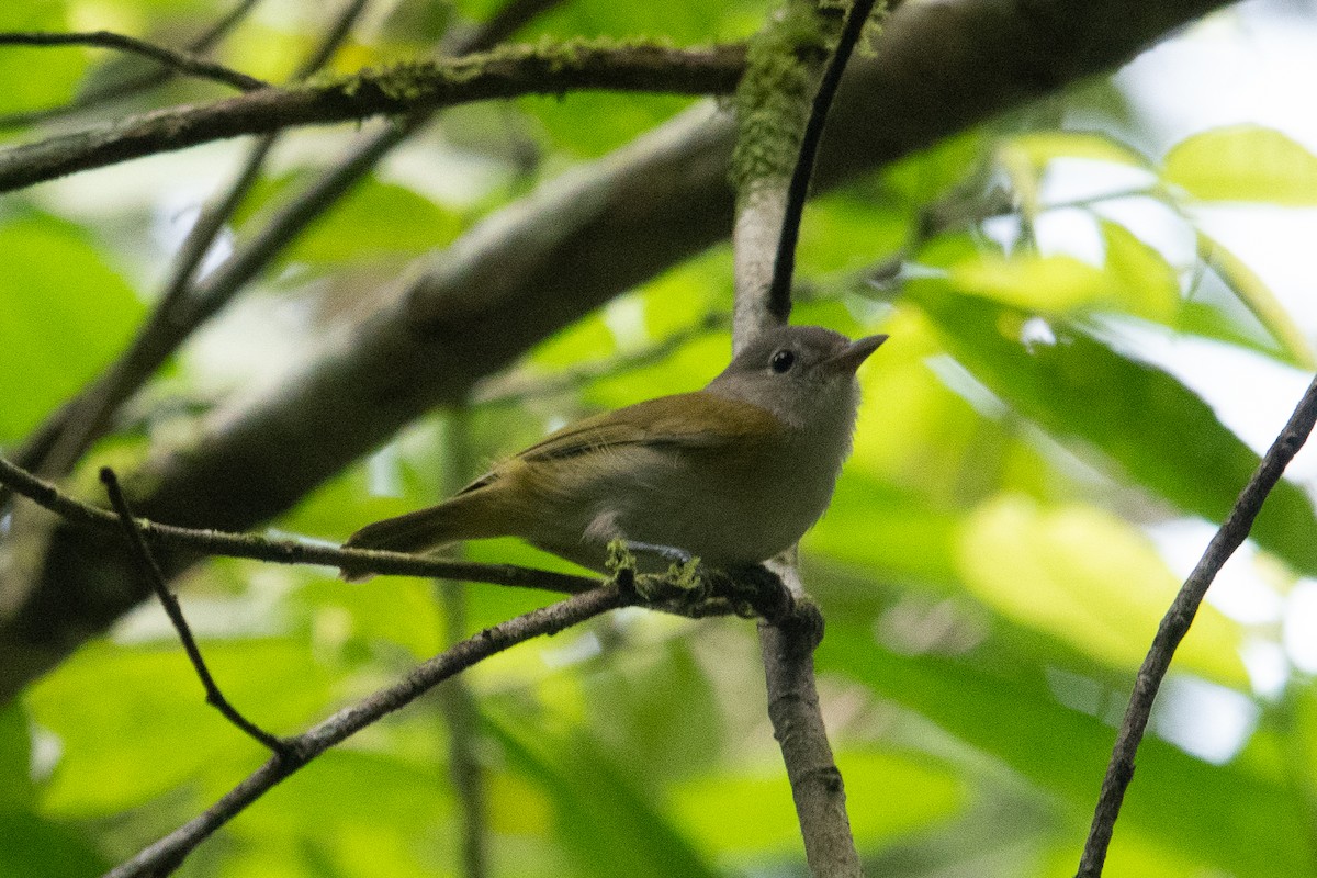 Lesser Greenlet - ML643282580
